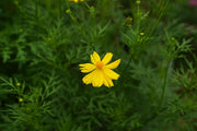 Coreopsis Tickseed Seeds