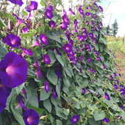 Purple Morning Glory Seeds