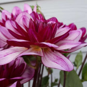 Lauren Michele Dahlia Seeds