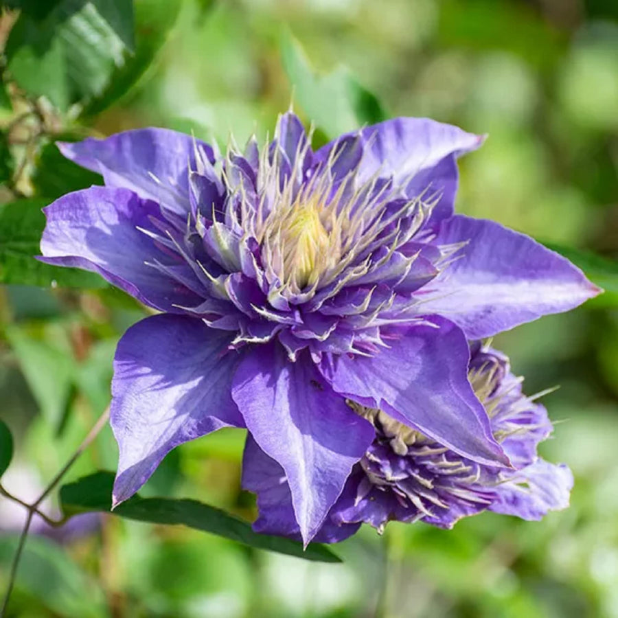 Double Dark Purple Clematis Seeds