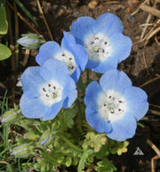 Baby Blue Eyes Nemophila Seeds