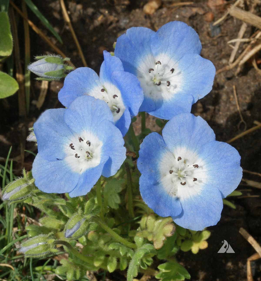 Baby Blue Eyes Nemophila Seeds