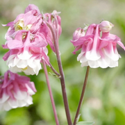 Pink Petticoat Columbine Seeds
