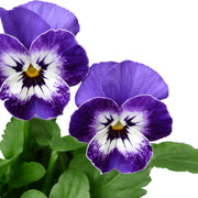 Swiss Giant Pansy Seeds