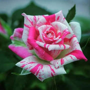 White & Pink Rose Mix Rosa spp. Seeds