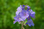 Perennial Jacob's Ladder Seeds