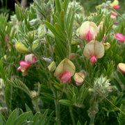 Medicinal Perennial Goat's Rue Seeds