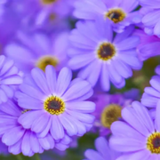 Swan River Daisy Seeds