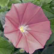 Japanese Morning Glory Seeds