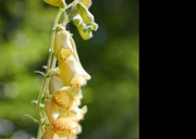 Perennial Yellow Foxglove Seeds