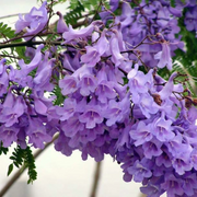 Blue Jacaranda Seeds, Jacaranda mimosifolia
