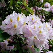 Rosebay Rhododendron Seeds