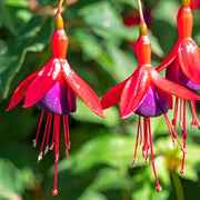 Hardy Perennial Fuchsia Seeds