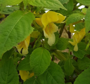 Impatiens Scabrida Seeds