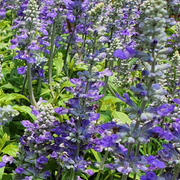 Blue Skullcap Scutellaria Incana Seeds