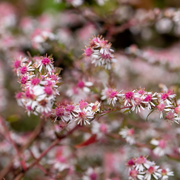 Lady in Black Calico Aster Seeds