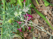 Sidoides Pelargonium Seeds