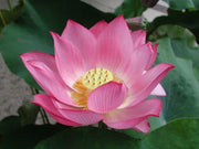 Root Lotus Seeds
