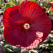 Dinner Seeds, Hibiscus moscheutos