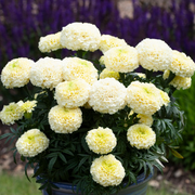 White Marigold Seeds