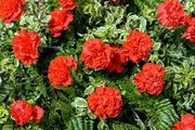 Scarlet Carnation Seeds