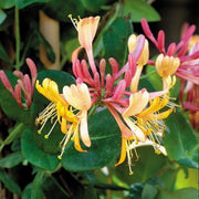 Gold Flame Honeysuckle Seeds