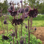 Black Barlow Columbine Seeds
