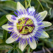 Mixed Passion Passiflora Seeds