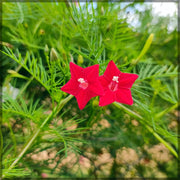 Cypress Vine Ipomoea Quamoclit Seeds