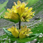 Spotted Gentian Seeds, Herbal