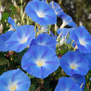 Blue Morning Glory Seeds