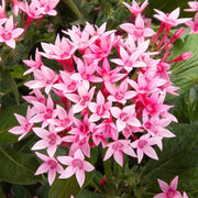 Mixed Colors Egyptian Star Cluster Seeds