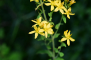 Hairy St. John's Wort Seeds