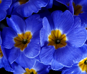 Blue Evening Primrose Seeds