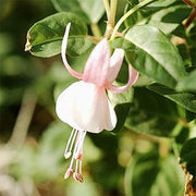 White Fuchsia Seeds