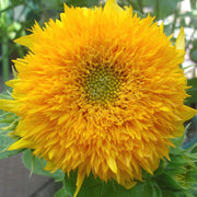 Teddy Bear Dwarf Sunflower Seeds