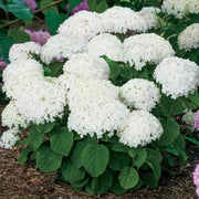 Hardy Smooth Hydrangea Seeds