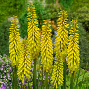 Bright Yellow Hot Poker Seeds