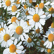 German Chamomile Chamomile Seeds