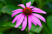 Baby Swan Pink Cone Seeds