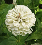Polar Bear Zinnia Seeds