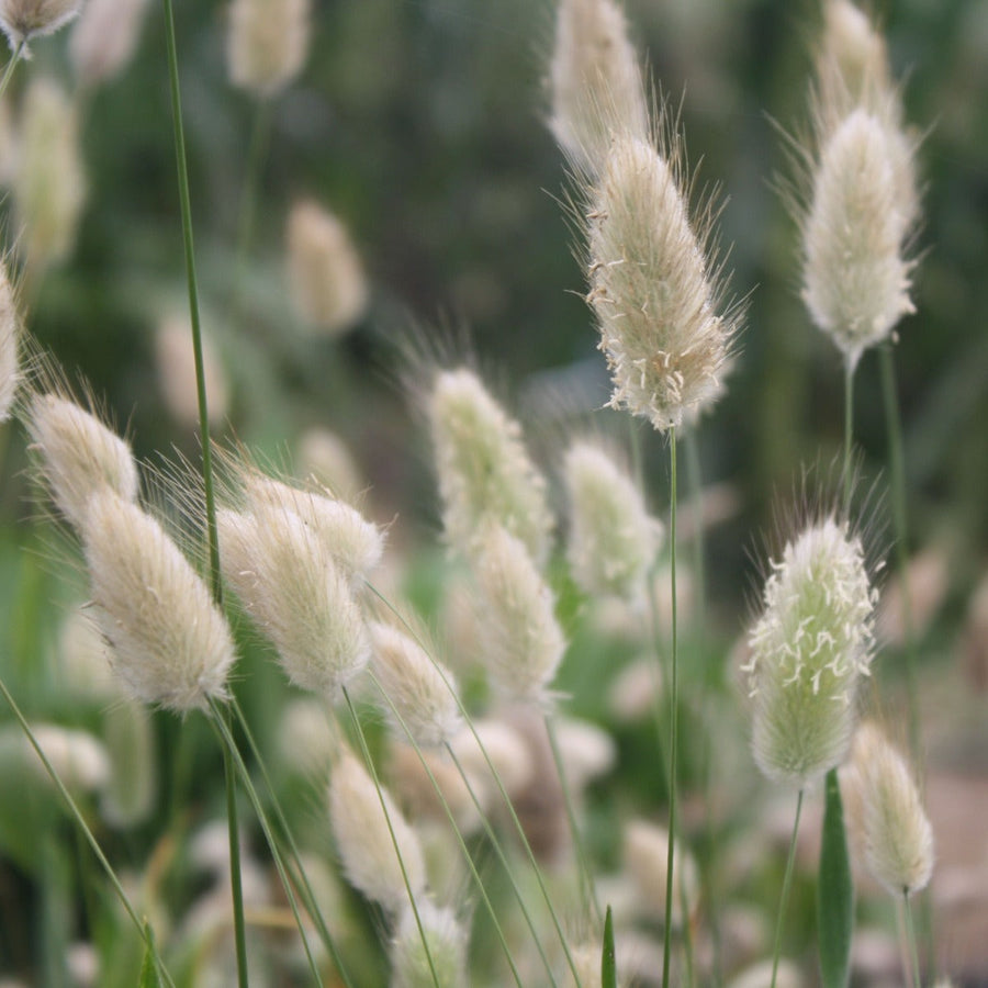 Hare's Tail Grass Lagurus Ovatus Seeds