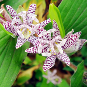 Japanese Toad Lily Seeds