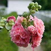 Double Hollyhock Seeds
