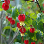 Trailing Lantern Abutilon Megapotamicum Seeds