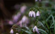 Snowdrop Seeds - For Home Gardens Seeds