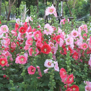 Mixed Hollyhock Seeds