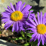 Hardy New England Aster Seeds
