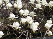 Large White Yulan Magnolia Seeds