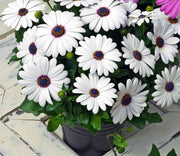 African Daisy Seeds